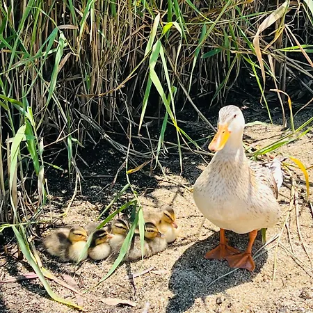 Nyaraló Rosa Mari Marongiu
